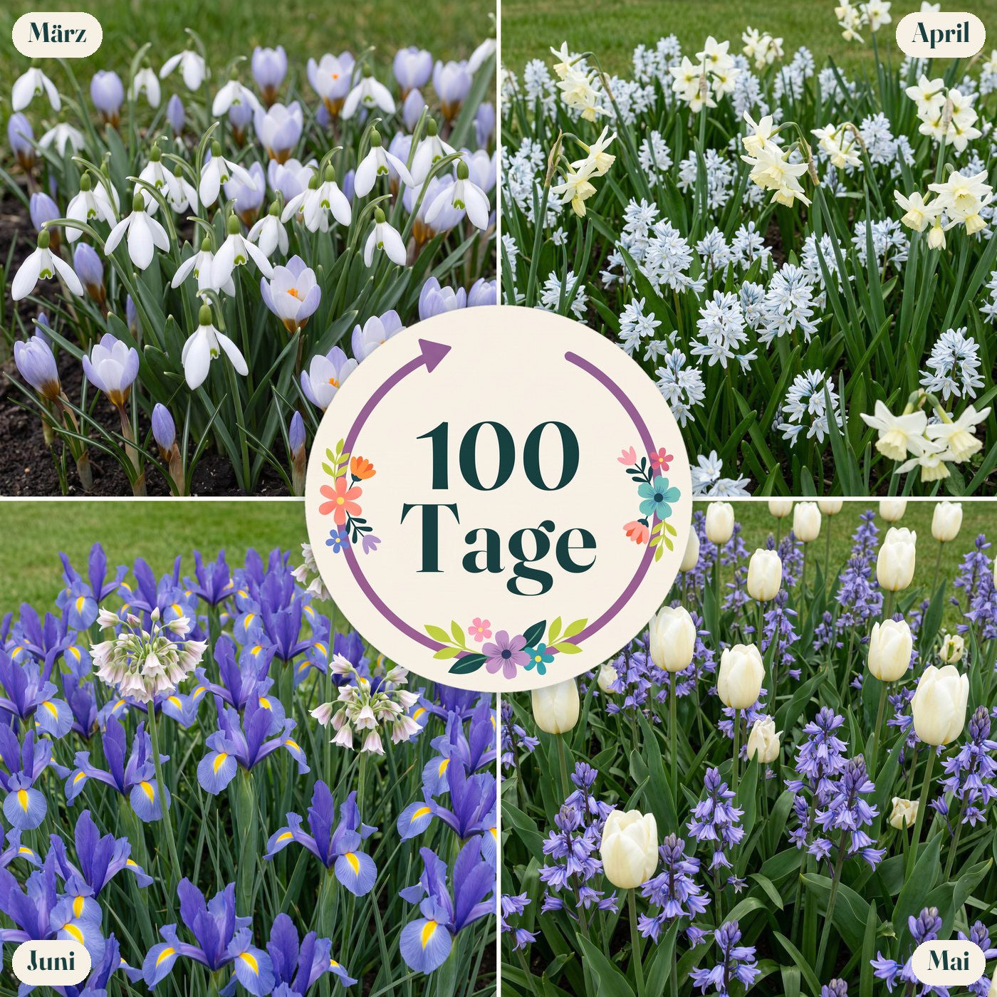 Fertigbeet '100 Tage – Blau & Weiß' (1 m²)